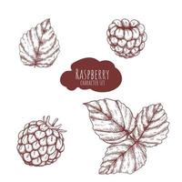Raspberries and leaves hand drawn set vector