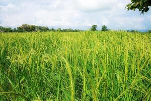 A growing rice field view on cloudy warm day in Thailand photo