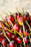 Oil Palm fruits