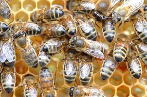 hardworking bees on honeycomb