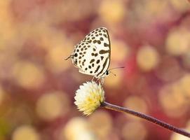 white brown butterfly hanging on flower with  bokeh background