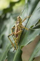 Locust on green leaf. photo