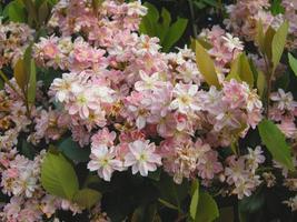 Hawthorne indio (Raphiolepis indica)