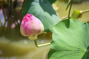 flor de loto con plantas