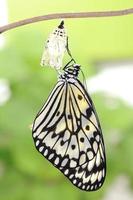 forma de cambio de mariposa crisálida foto