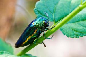 metallic wood-boring beetle photo