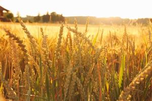 Ripe wheat ears on field as background photo