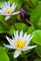 flor de loto en el jardín foto