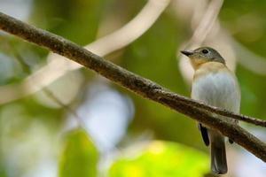 red throated flycatcher photo