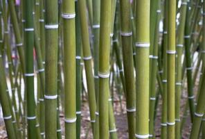 papel de bambú foto