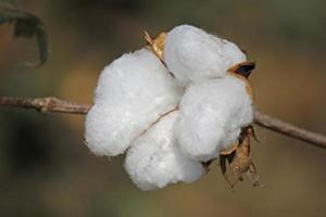 Cotton Field, Boll ready for harvest