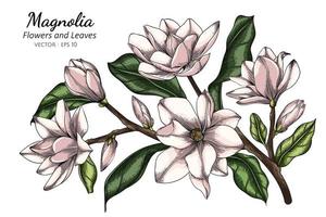 White Magnolia Flowers and Leaves Drawing vector