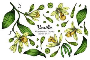 conjunto de dibujo de hojas y flores de vainilla vector