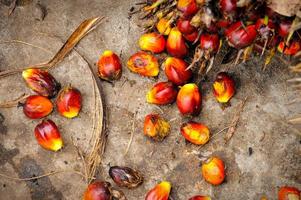 fresh oil palm fruits