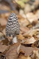 Magpie Fungus (Coprinopsis picacea) on forest floor photo
