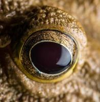 Close up eye of yellow frog photo