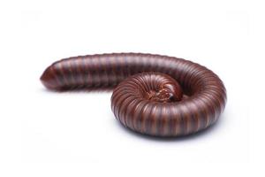 millipede on a white background
