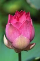 Lotus flower, Thailand. photo