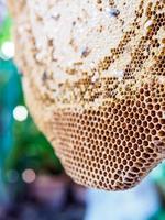 Honeycomb (Beehive) photo