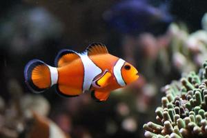 clownfish Anemonefish photo