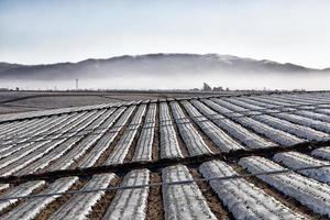 Agricultural Field Covered in Plastic Sheeting photo