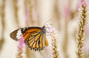 orange butterfly on flower photo