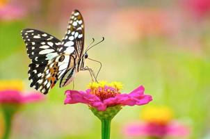 mariposa monarca en una flor rosa foto