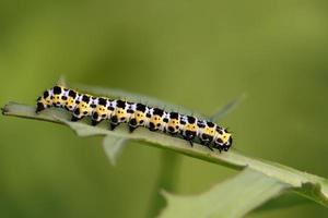 butterfly larva - caterpillar photo