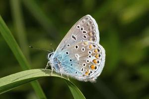 mariposa azul común foto