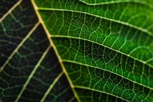 leaf macro photo