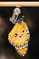 The plain tiger butterfly photo