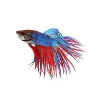 Siamese fighting fish,red and blue betta