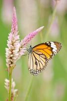orange butterfly on flower photo