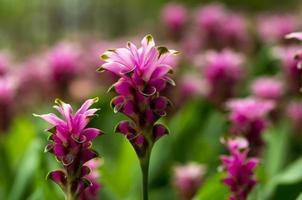 Purple hawthorn flowers