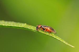 muscidae insects photo