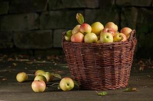 nueva cosecha de manzanas. Jardinería de otoño.