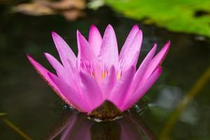 water lily photo