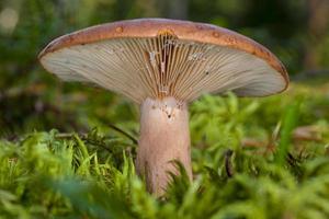 mushroom  Lactarius helvus