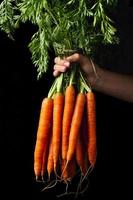 zanahorias en la mano foto