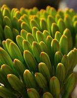Primer plano con brotes florales de planta de agave foto