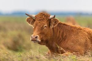 Cow lying in the Field photo