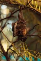 Rodrigues fruit bat, Pteropus rodricensis