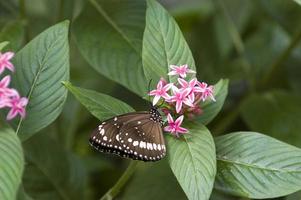 Oleander Butterfly