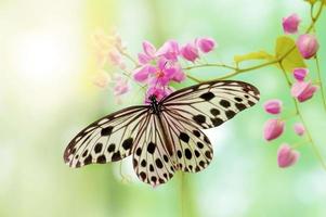 Rice Paper Butterfly photo