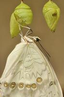White swallowtail eclosion photo