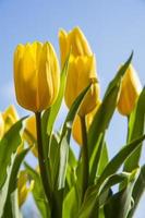 Yellow tulips photo