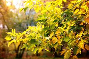 follaje de otoño ramas día sol