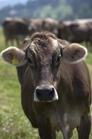 Portrait of a high yielding cow photo