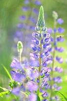 beautiful lupine flowers on a meadow photo