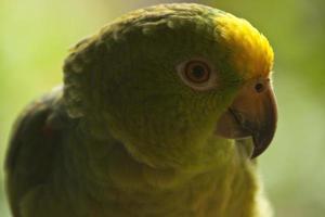 Green parrot in the jungle